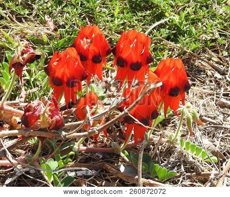 The Sturt Desert Pea Western Australia`s Popular Wild Flower