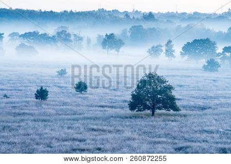 On A Misty Morning In The Kalmhoutse Heather Park Near Antwerp