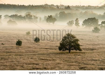 On A Misty Morning In The Kalmhoutse Heather Park Near Antwerp