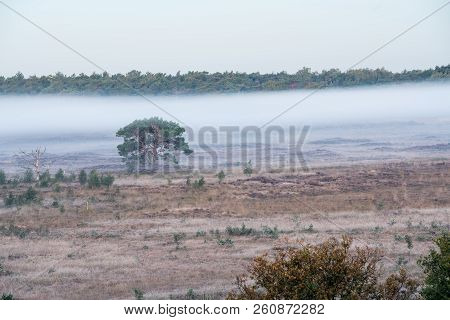On A Misty Morning In The Kalmhoutse Heather Park Near Antwerp
