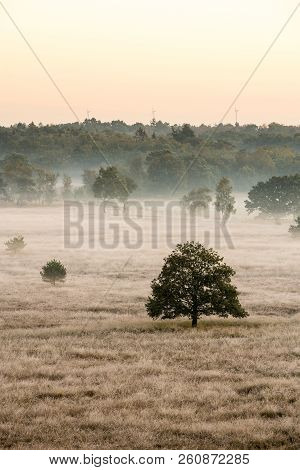 On A Misty Morning In The Kalmhoutse Heather Park Near Antwerp