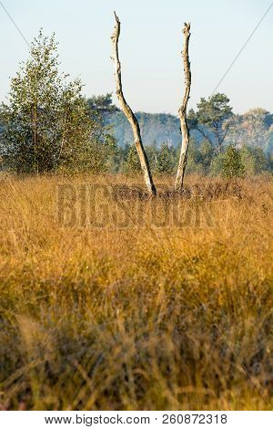 An Lonely Dead Tree On The Moor On A Beautiful Morning