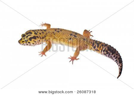 Geco leopardo isolata on white background