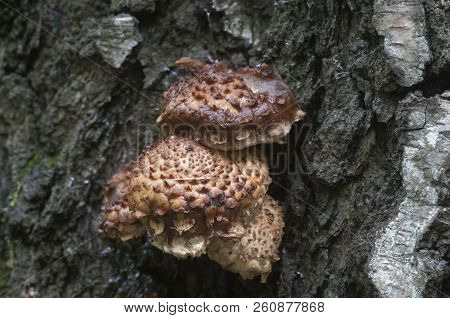 Pholiota Squarrosa Mushroom On A Birch Tree