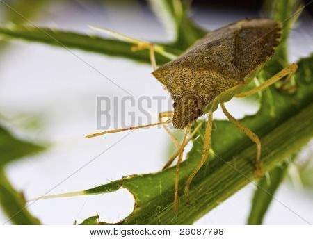 Squash beetle thistle oksalla Anasa tristis (Squash bugi)