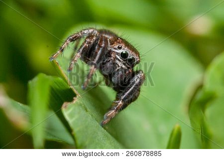 Evarcha Arcuata Jumping Spider Macro Shot In Nature