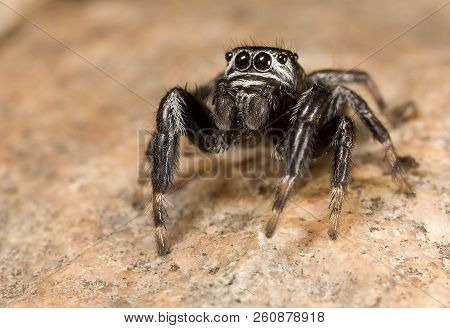 Evarcha Arcuata Jumping Spider Macro Shot In Nature