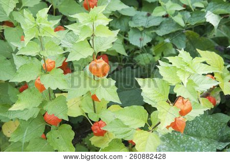 Physalis Alkekengi Fruiting In An Autumn Garden, Close Up