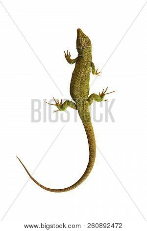 Full Length Common Green Lizard Isolated On White Background ( Lacerta Viridis )