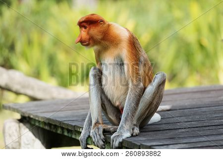 Proboscis Monkey, Nasalis Larvatus Or Long-nosed Monkey, Is A Reddish-brown Arboreal Old World Monke