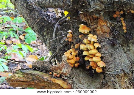 Mushrooms Of Amanita