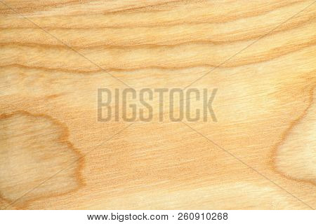 Beech Tree Texture