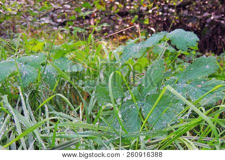 Drops Of Rain On The Grass