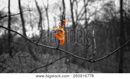 Last Yellow Leaf On The Tree Black And White