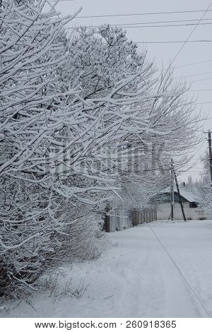 Snowy Winter. Snow On The Branches