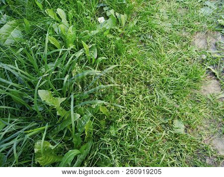 Green Fresh Grass And Earth, Summer Path