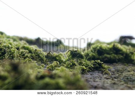 In The Middle Of A Swedish Forest, Green Moss On The Stone Wall