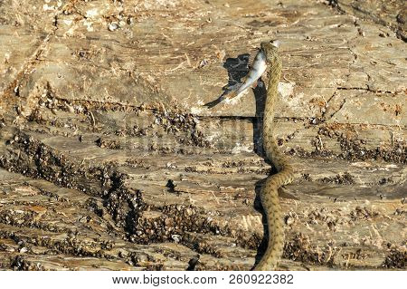 The Snake Caught A Fish. The Viper Is Eating A Perch. Successful Snake Hunting