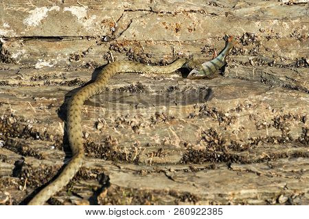 Snake Hunting For Fish