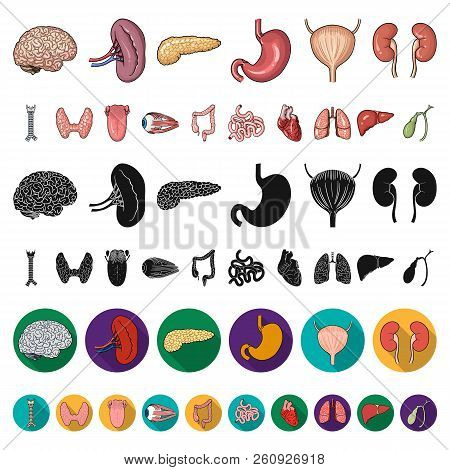 Human Organs Cartoon Icons In Set Collection For Design. Anatomy And Internal Organs Vector Symbol S