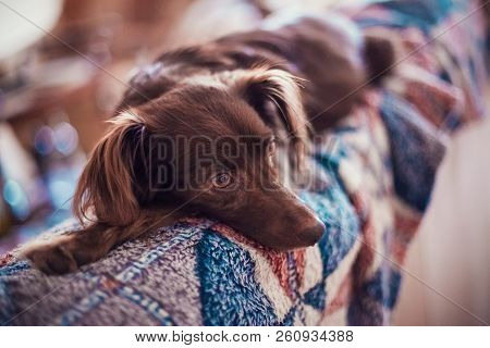 Small Melancholy Red Dog (mongrel) Lays On The Bright Carpet In Home And Wait The Owner, Indoors