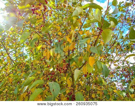 Red Ranet. Background Of Red Ranet. A Bunch Of Red Ranet On A Branch.