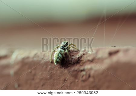 Zebra Spider Looking Over Edge Of Windowsill, Hunting