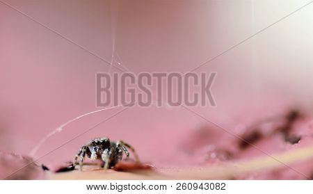 Zebra Spider On A Red Brick Windowsill