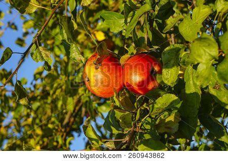 Red Juicy Apples Hang On A Branch..harvesting Time From The Autumn Varieties Of Red Apple Trees.