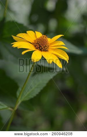 False Sunflower Dauer Gold - Latin Name - Heliopsis Helianthoides Dauer Gold