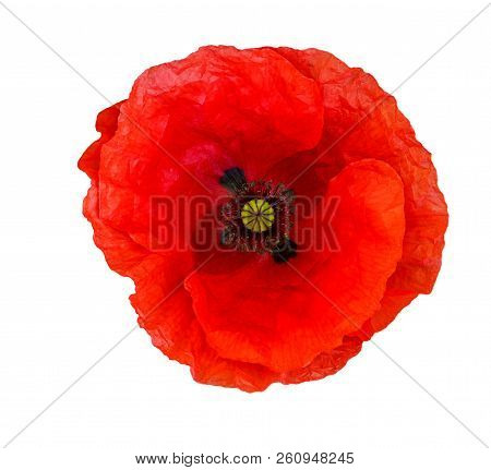 Single Red  Poppy Isolated On White Background.top View