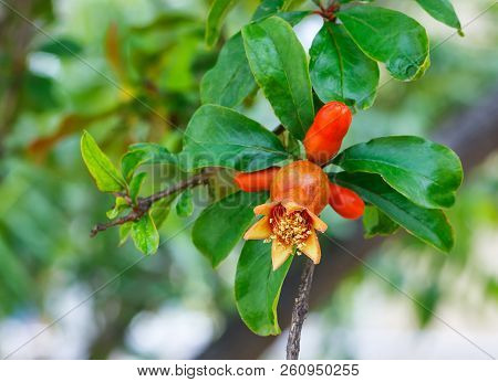 Pomegranate Tree Flower.red Flower Of A Pomegranate Tree On A Blurred Green Background