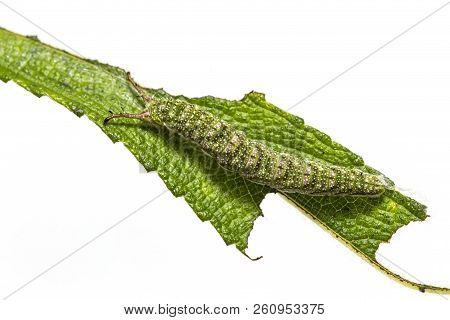 Caterpillar Of Tabby Butterfly  (pseudergolis Wedah) On Its Host Plant Leaf