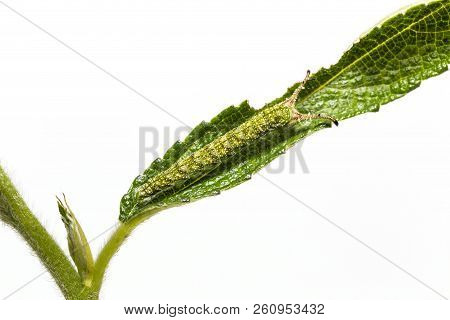Caterpillar Of Tabby Butterfly  (pseudergolis Wedah) On Its Host Plant Leaf
