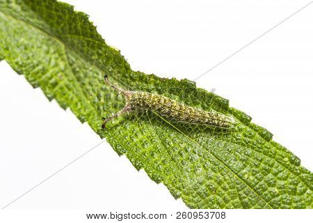 Caterpillar Of Tabby Butterfly  (pseudergolis Wedah) On Its Host Plant Leaf