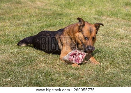 A Hungry Dog Eats Animal,a Hungry Dog Eats A Deer's Head