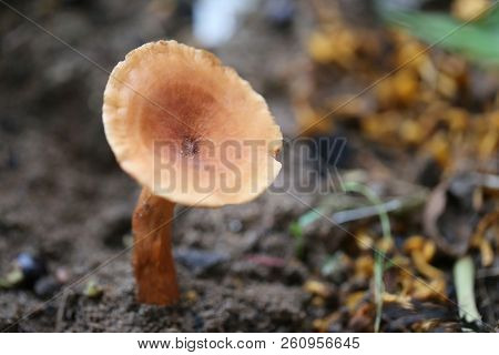 Fresh Death Of Brown Poisonous Mushroom On Ground In The Rainforests Of Thailand.