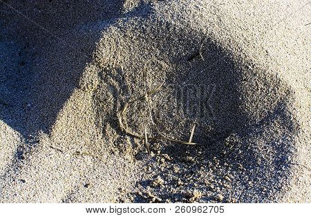 Straw Shaped As Musical G Clave On Sandy Beach Grains Macro Closeup Background Texture