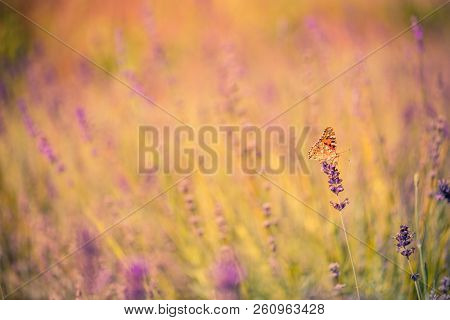 Lavender Bushes With Butterfly. Beautiful Summer Meadow Background. Inspirational Nature Closeup. Tr