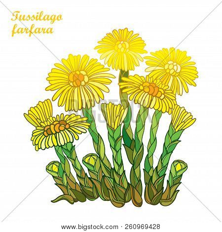 Vector Bush With Outline Tussilago Farfara Or Coltsfoot Or Foalfoot With Yellow Flower And Bud Isola
