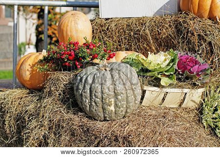Pumpkins, Pink Berries Of Pernettya, Cabbage As Autumn Decoration At Market Place