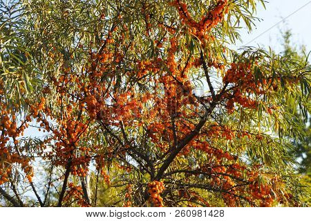 Branches With Clusters Of Juicy Orange Berries Of Sea-buckthorn. Tree With Ripe Sea-buckthorn. Medic