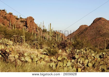 Passagem de deserto com cactos