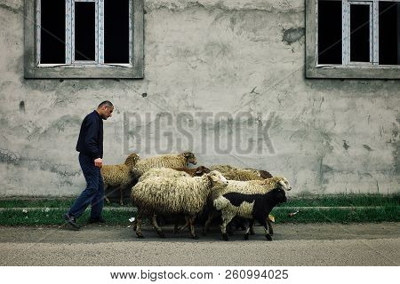 Lankaran, Azerbaijan - Apr 18 2011: Local Man Walking His Sheep Home In Front Of An Unfinished Build