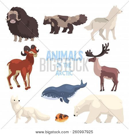 Arctic Animals Set, Polar Fox, Bison, Raccoon Dog, Wolf, Mountain Goat, Killer Whale, Lemming, Bear 