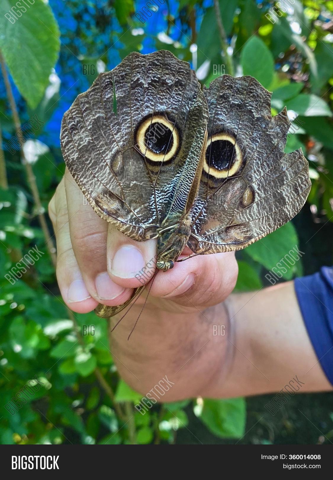 Giant Owl Butterfly Image & Photo (Free Trial) Bigstock