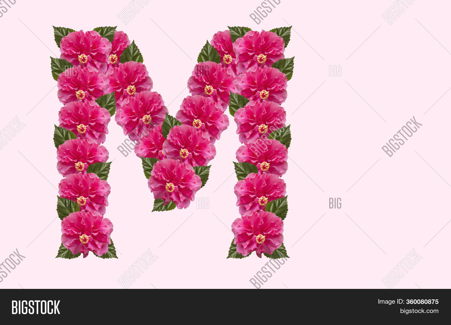 Pink Hibiscus Flower Image & Photo (Free Trial) | Bigstock