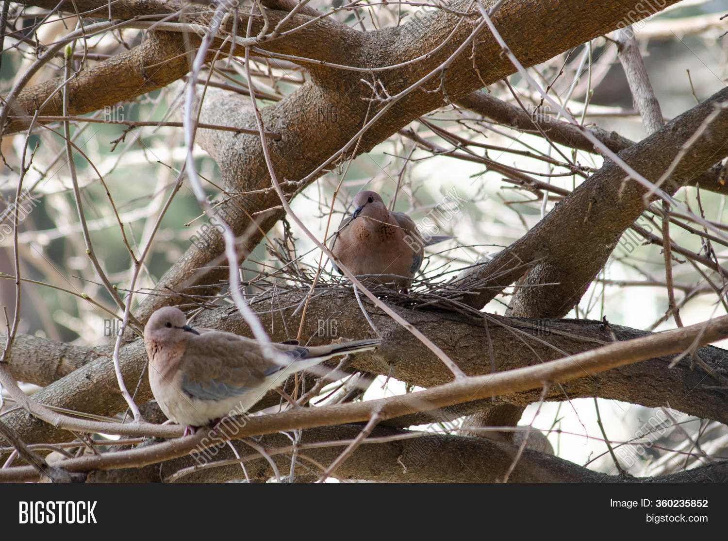 Dove On Tree Near Nest Image & Photo (Free Trial) | Bigstock