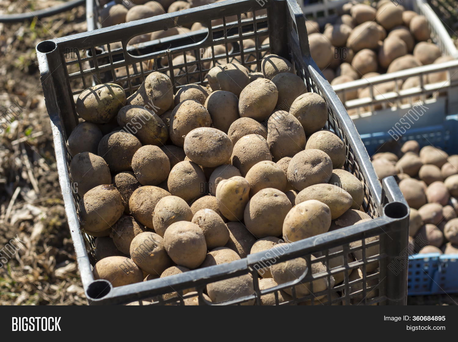 Подмороженный картофель. Довсходовое окучивание картофеля. Картошка растет в огороде. Можно сажать подмороженную картошку. Подмерзла картошка в огороде , что можно сделать.
