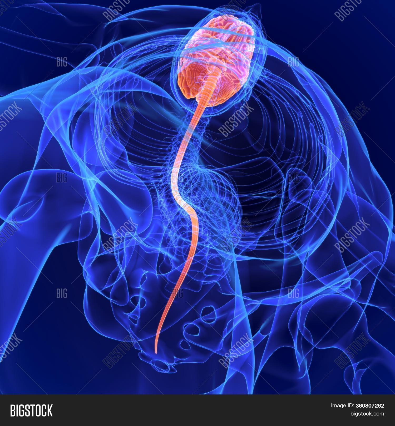 Brain Organ That Image & Photo (Free Trial) Bigstock